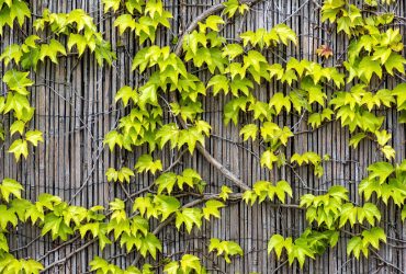 Bright green and yellow grape ivy leaves on a wooden wall